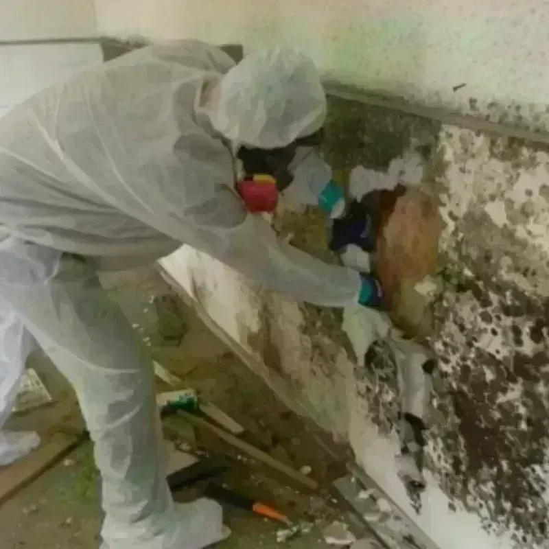 Mold Remediation and Removal in Darien, CT